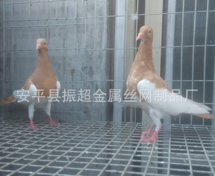 䓽zW(wng)m.96cpvip8168.cn