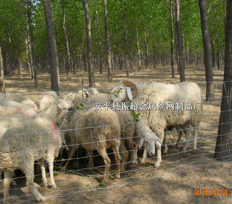 ԭ䓽zW(wng),Ȧţ䓽zW(wng)http://m.96cpvip8168.cn