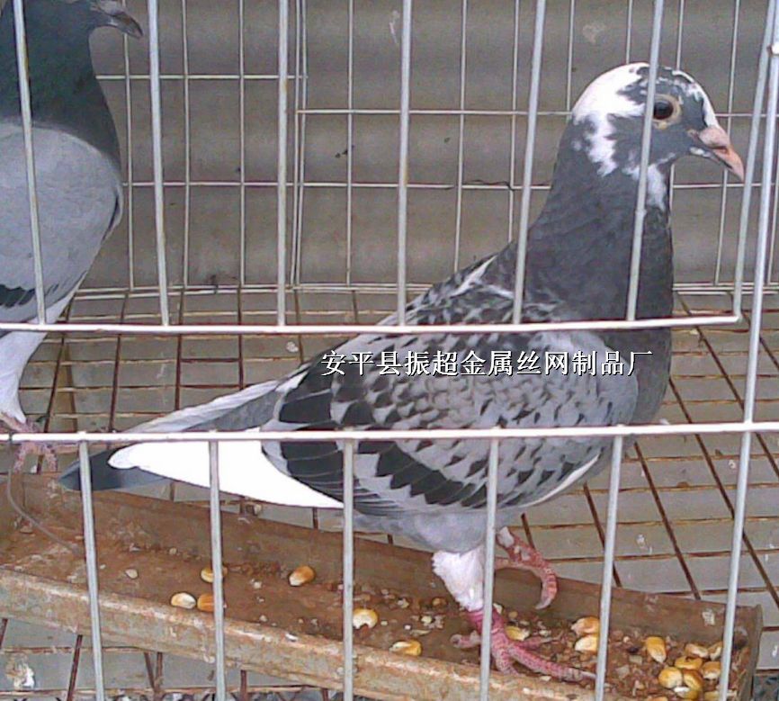 �B(y��ng)ֳ�\䓽z�W(w��ng)������䓽z�W(w��ng)http://m.96cpvip8168.cn